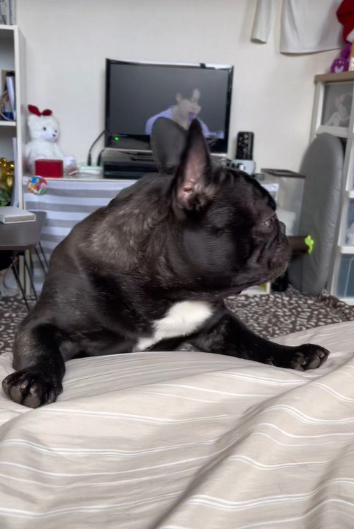 ワンが言えない秀吉くん4