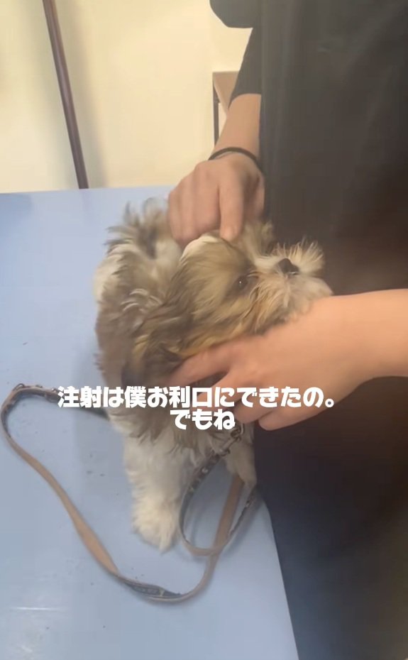 ワクチン接種したこげまるくん