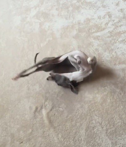 カーペットに寝転がって体をくねらせる細長い犬