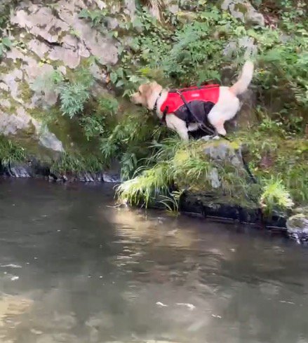 身を乗り出して男性を見つめる犬