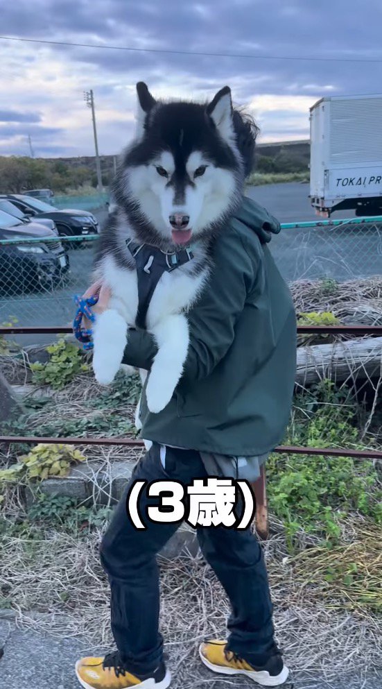 男性に抱っこされる大型犬