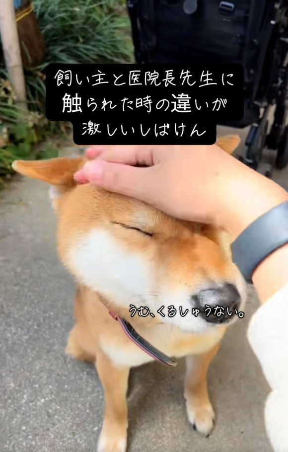 飼い主さんに撫でられるごんちゃん2