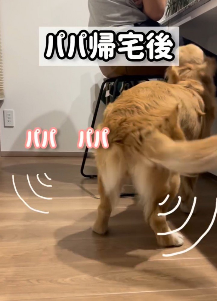 イスに座る男性のそばを歩き回る大型犬