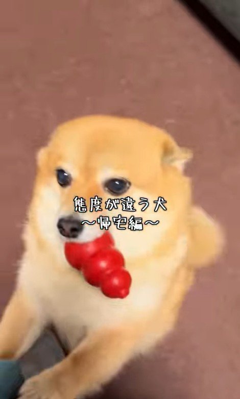 あずきちゃんの歓迎ぶりの差2