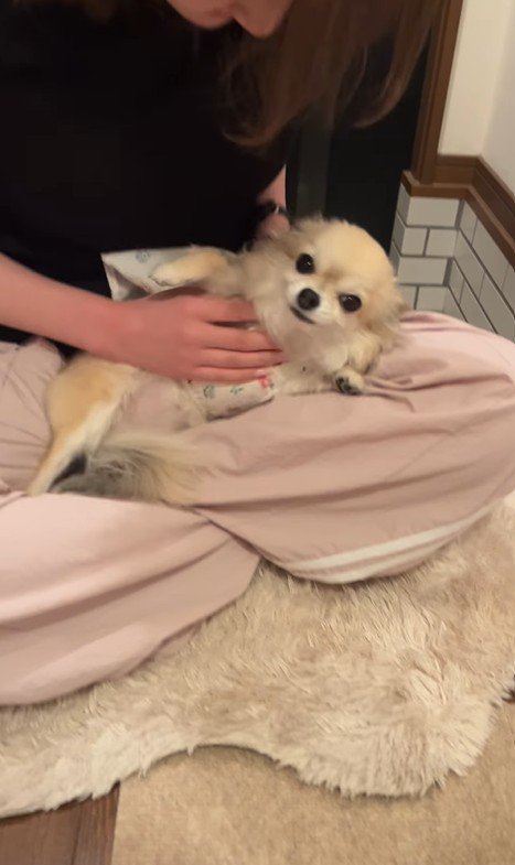 こはくちゃんとお姉ちゃんの再会6