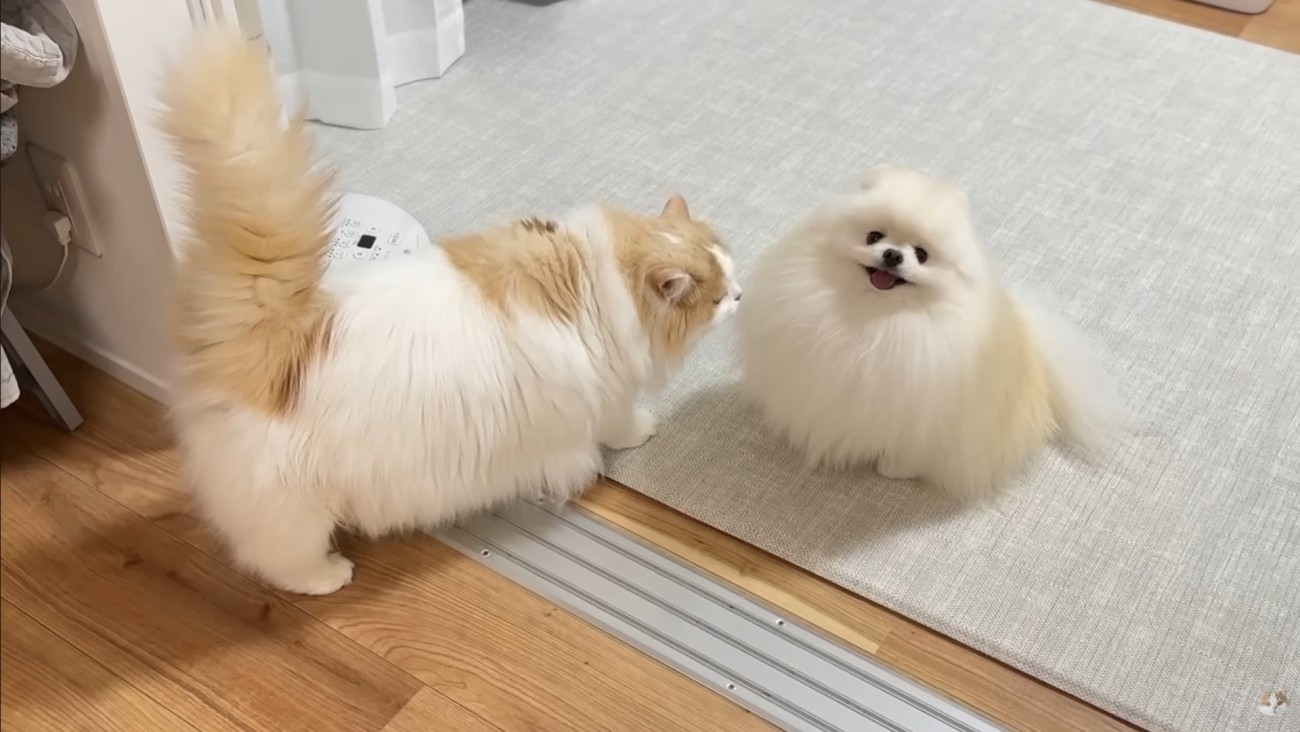 ポテチくんとレモンさんの再会7