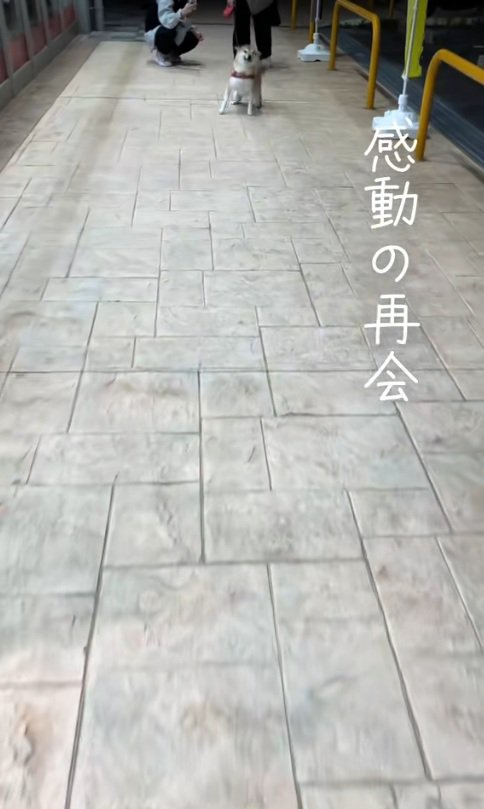 喜ぶ柴犬