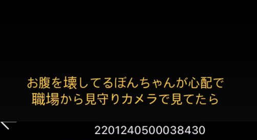 ぼんじりちゃんが心配で見守りカメラを覗いてみると…？