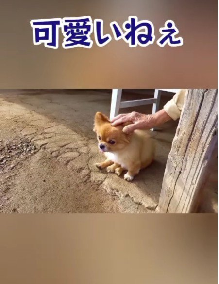 「可愛い顔しとるねえ」