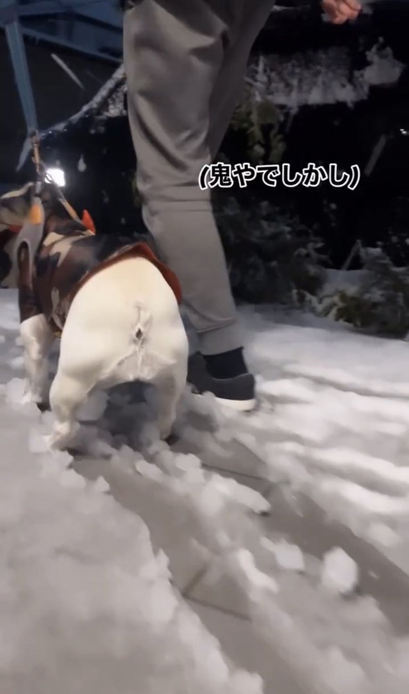 雪の上で立ち尽くす犬