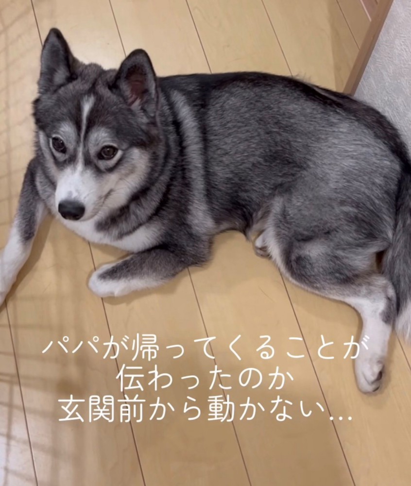 体を床に伸ばして玄関前にいる犬