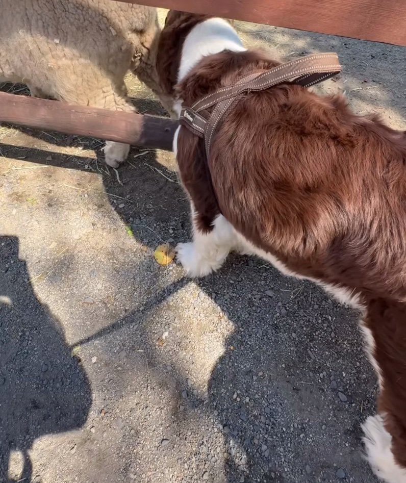 羊のお尻のニオイを嗅ぐ