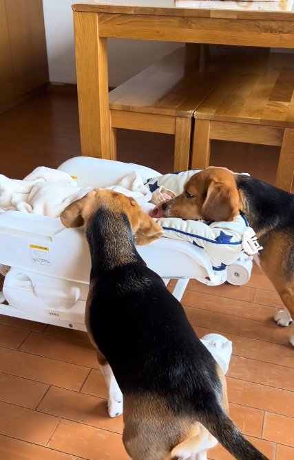 匂いを嗅ぐワンコ