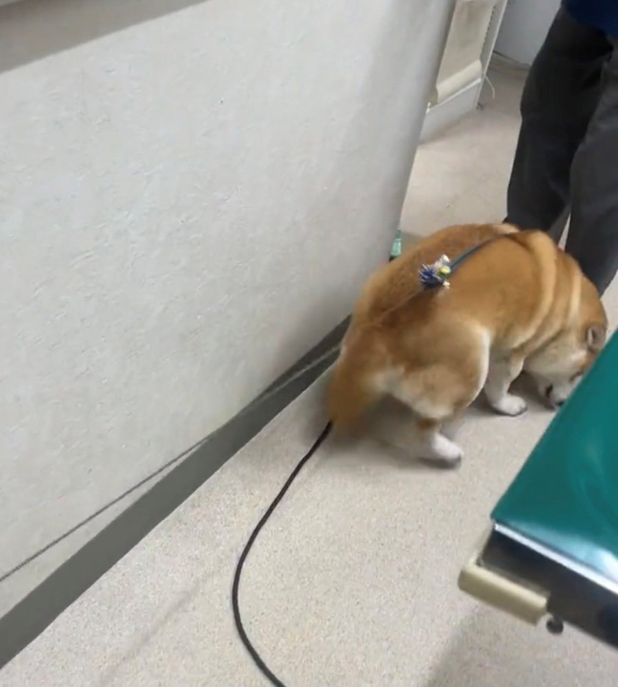 先生の足元に駆け寄る犬