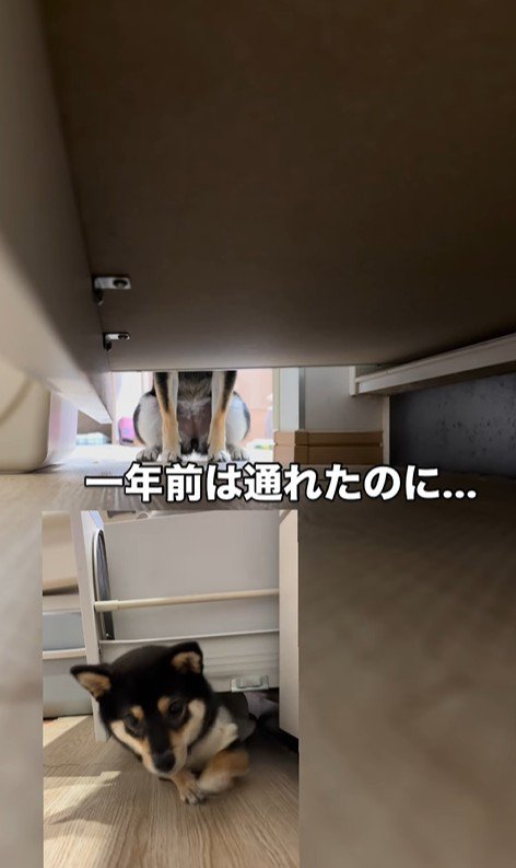 隙間に入ろうとする千幸ちゃん8