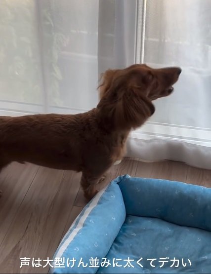 吠えるエールくん