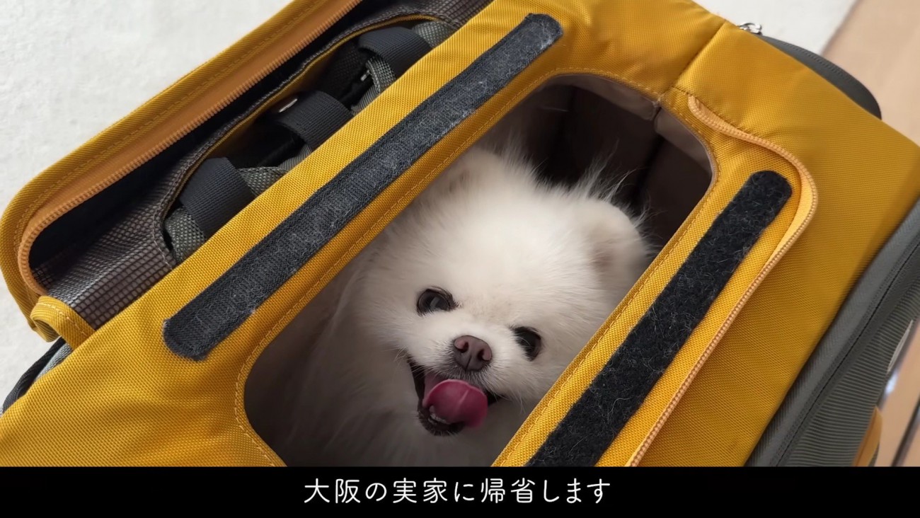 新幹線に乗って