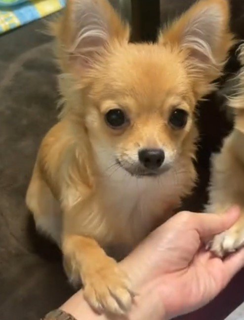 飼い主が手を出した瞬間、飼い主の腕に前足を置くチワワ