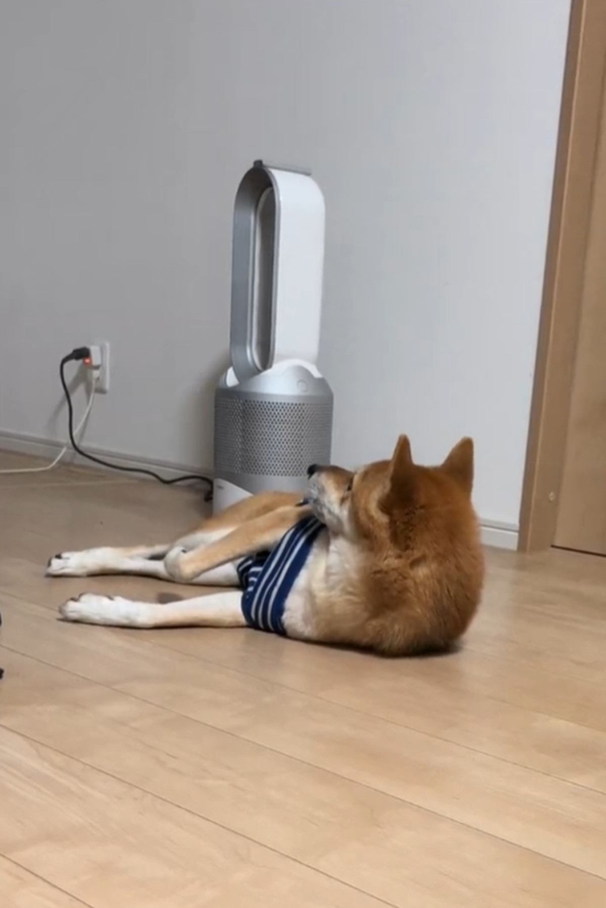 後ろを見る柴犬