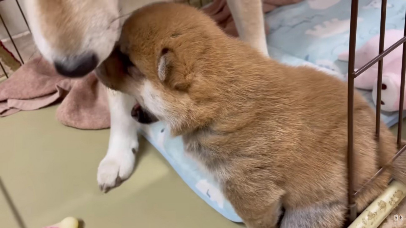 「ふあ～」とあくび