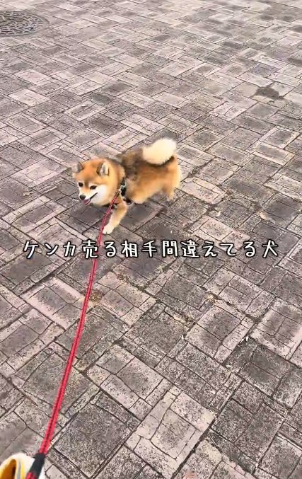 移動するあずきちゃん