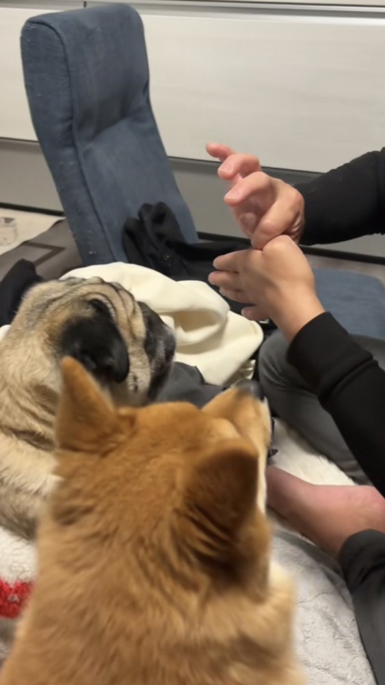 取れた指の方向を一斉に見る2匹の犬