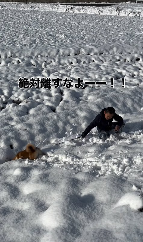 起き上がる飼い主と進もうとする柴犬