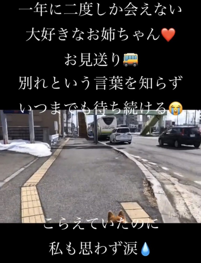 遠ざかるバスを追う犬