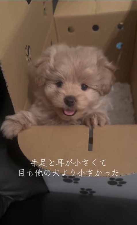 ポコくんの耳の変化2