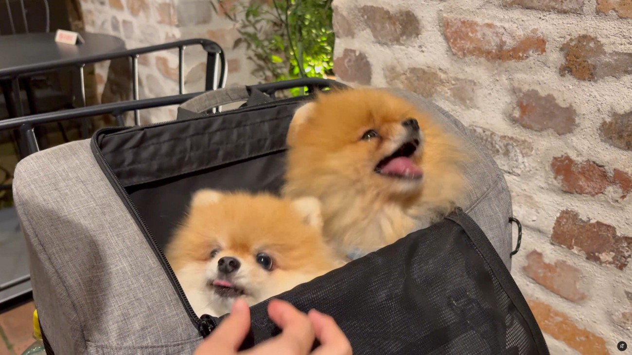 アピールが独特な2匹♡