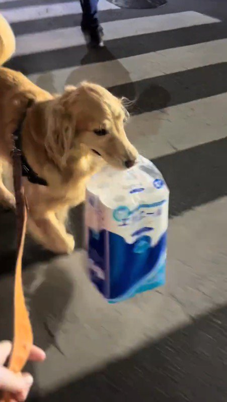 荷物を咥えて帰り道を進む犬