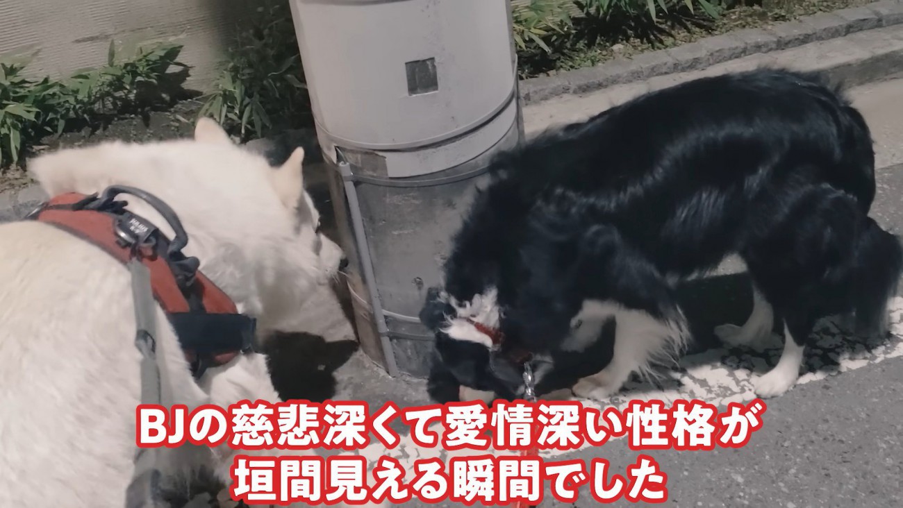 ラッキーちゃんを預かった時のBJ くん⑩