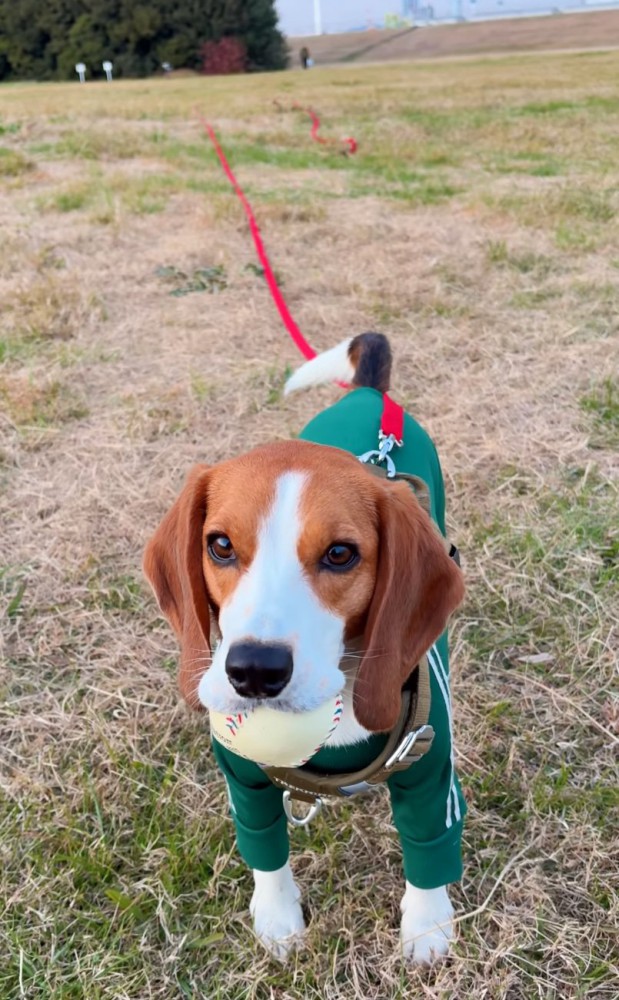 尻尾を下げる犬