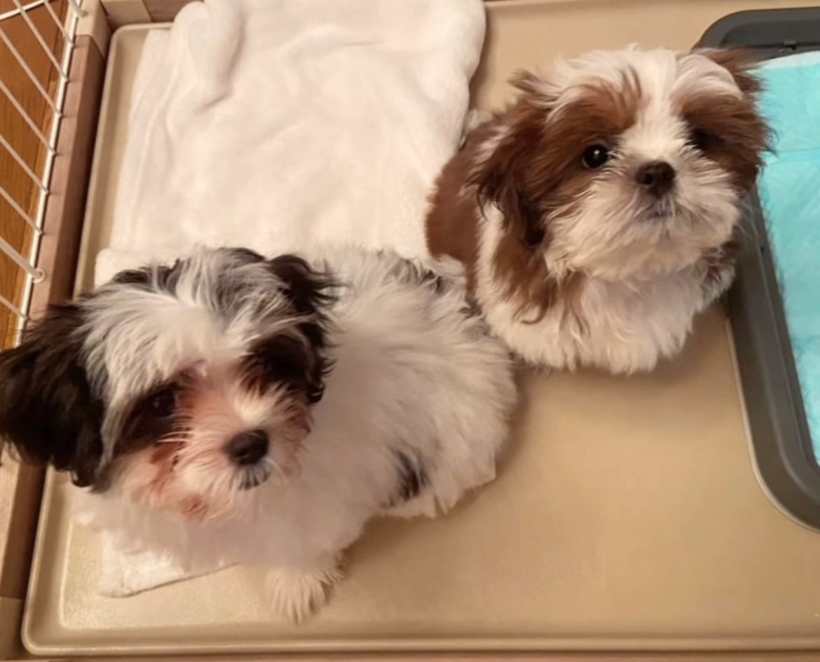 並んで見上げる2匹の犬