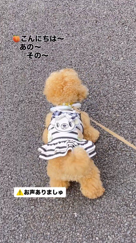 老人の前で立ち止まる犬