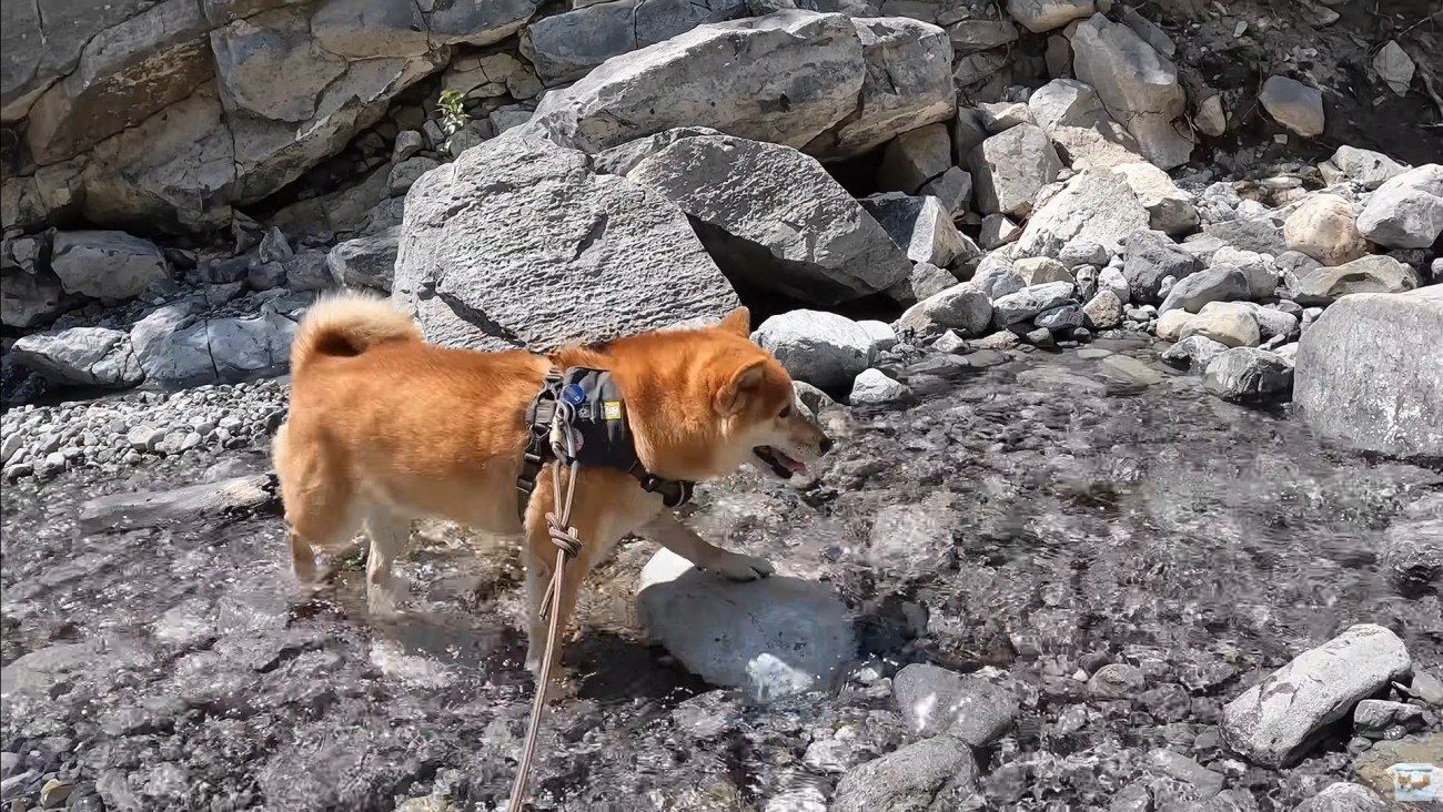 ナラちゃんとソラくんの沢登り2