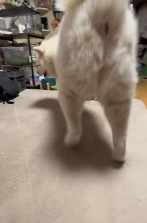 体の向きを変える秋田犬