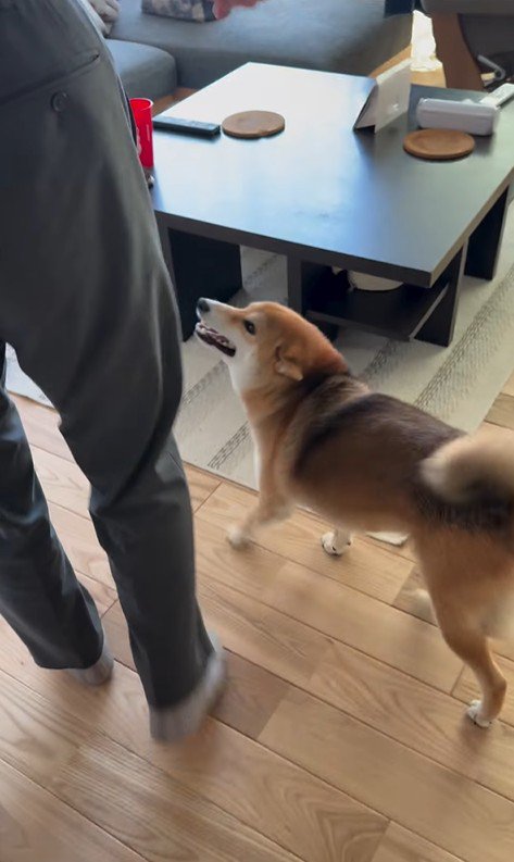 大好きなおじさんが来た時のはちちゃん9