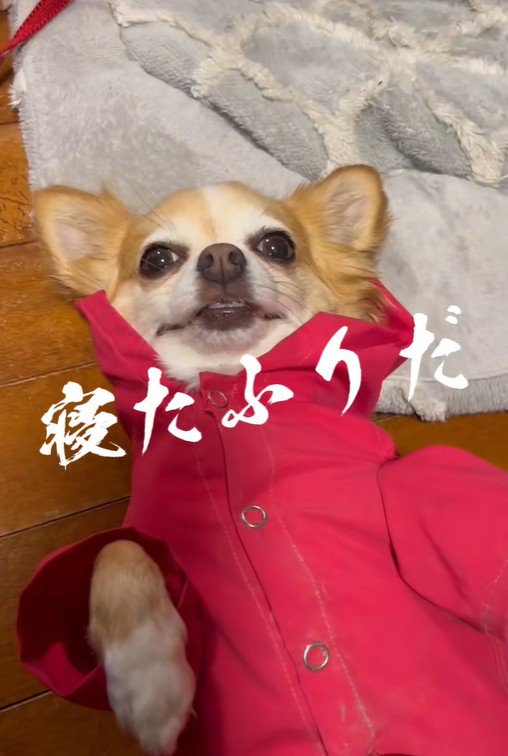 アモちゃんのお散歩拒否2