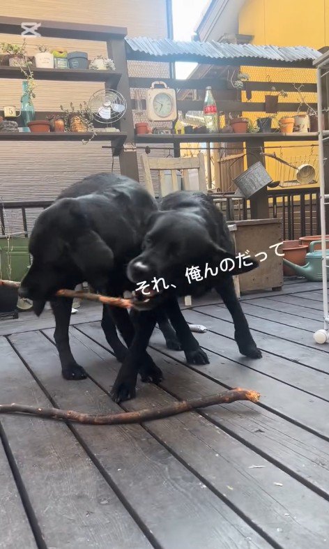 棒を取り合う2匹