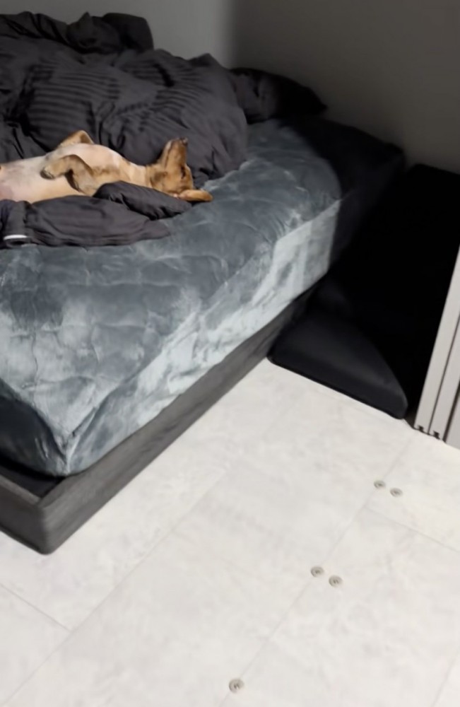 レオくん、一足先にマットレス堪能中