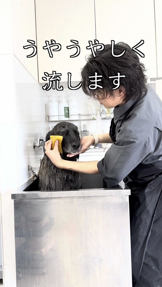 スポンジで顔まわりを優しく拭かれる大型犬