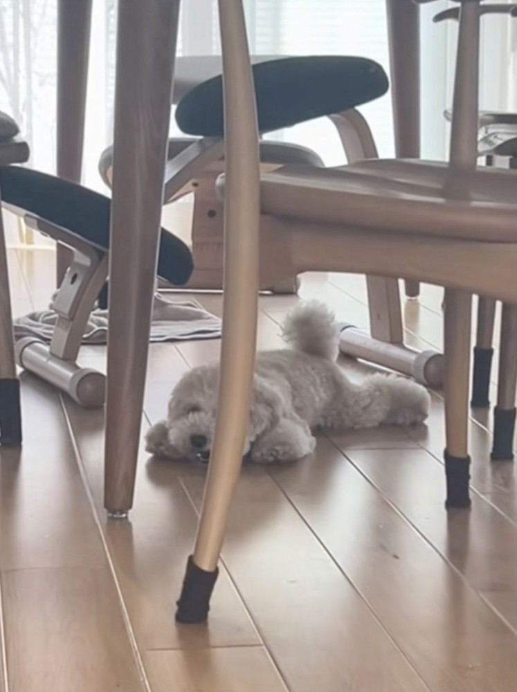 尻尾はいつも最後