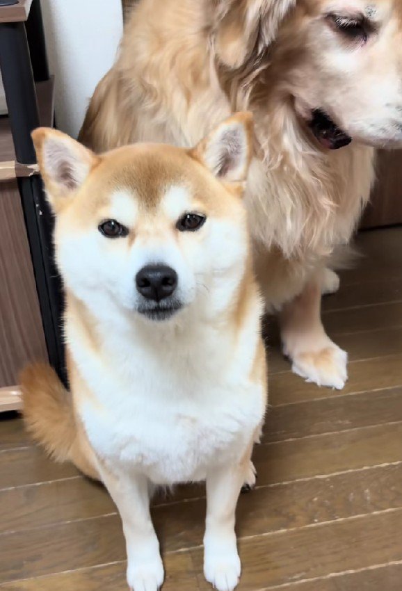 「僕ではありません！」