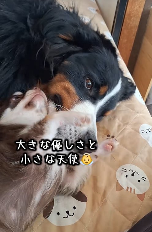 大型犬の顔に顔をくっつける小型犬