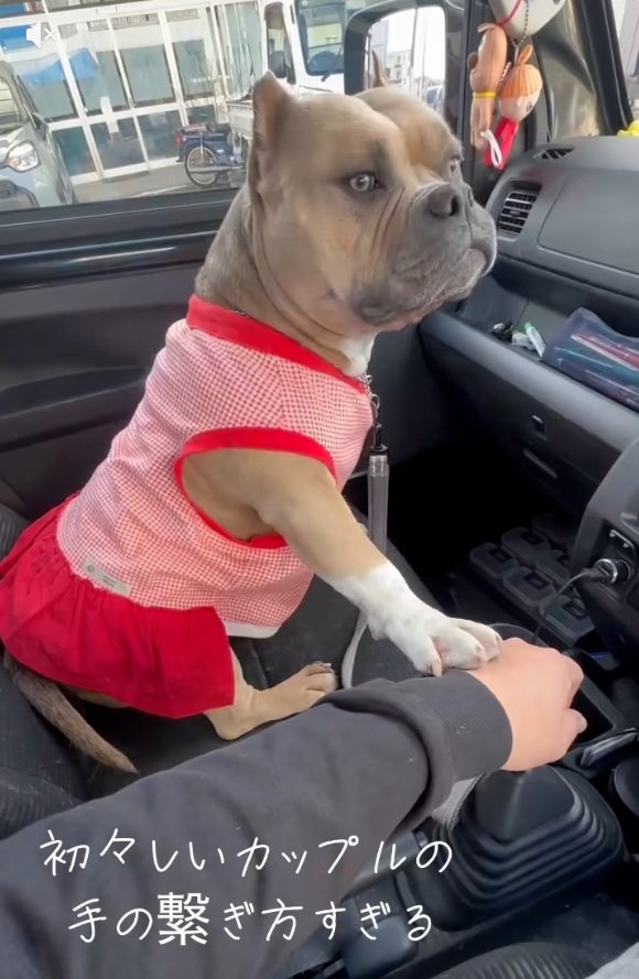 パパを見るリリーちゃん