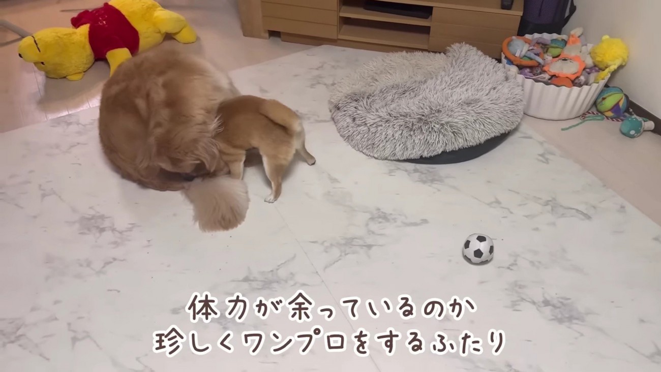 珍しくワンプロ