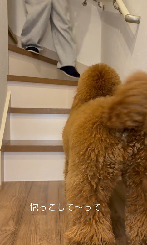 「抱っこして」としっぽをフリフリ