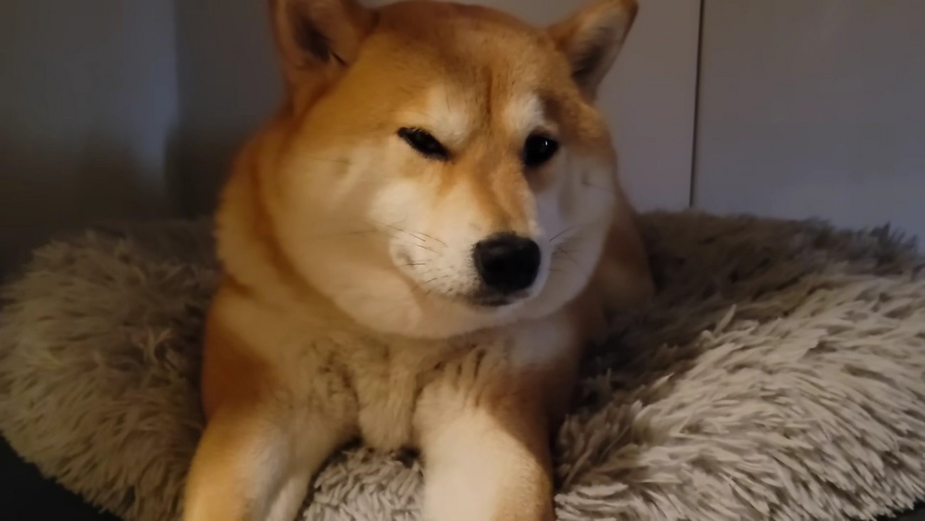 子供が苦手なわらびちゃん