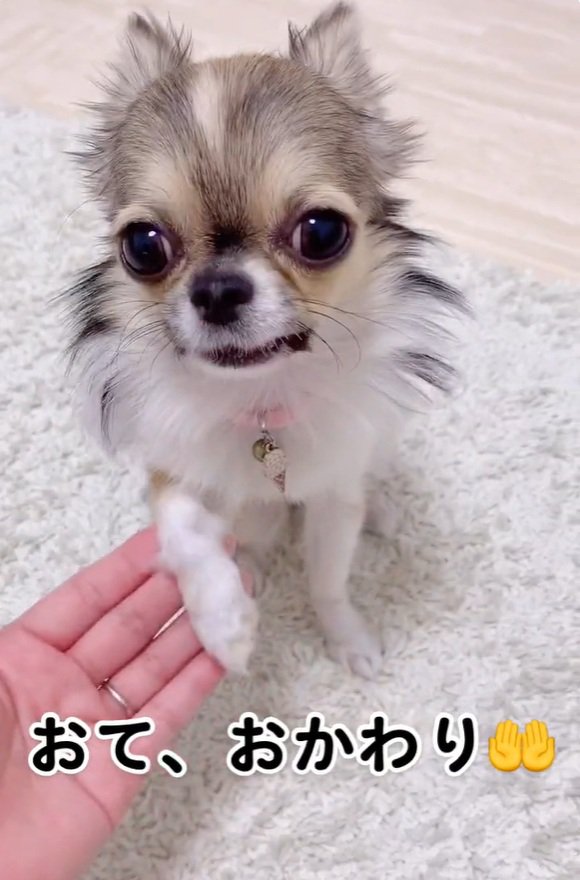 おてするくるみちゃん